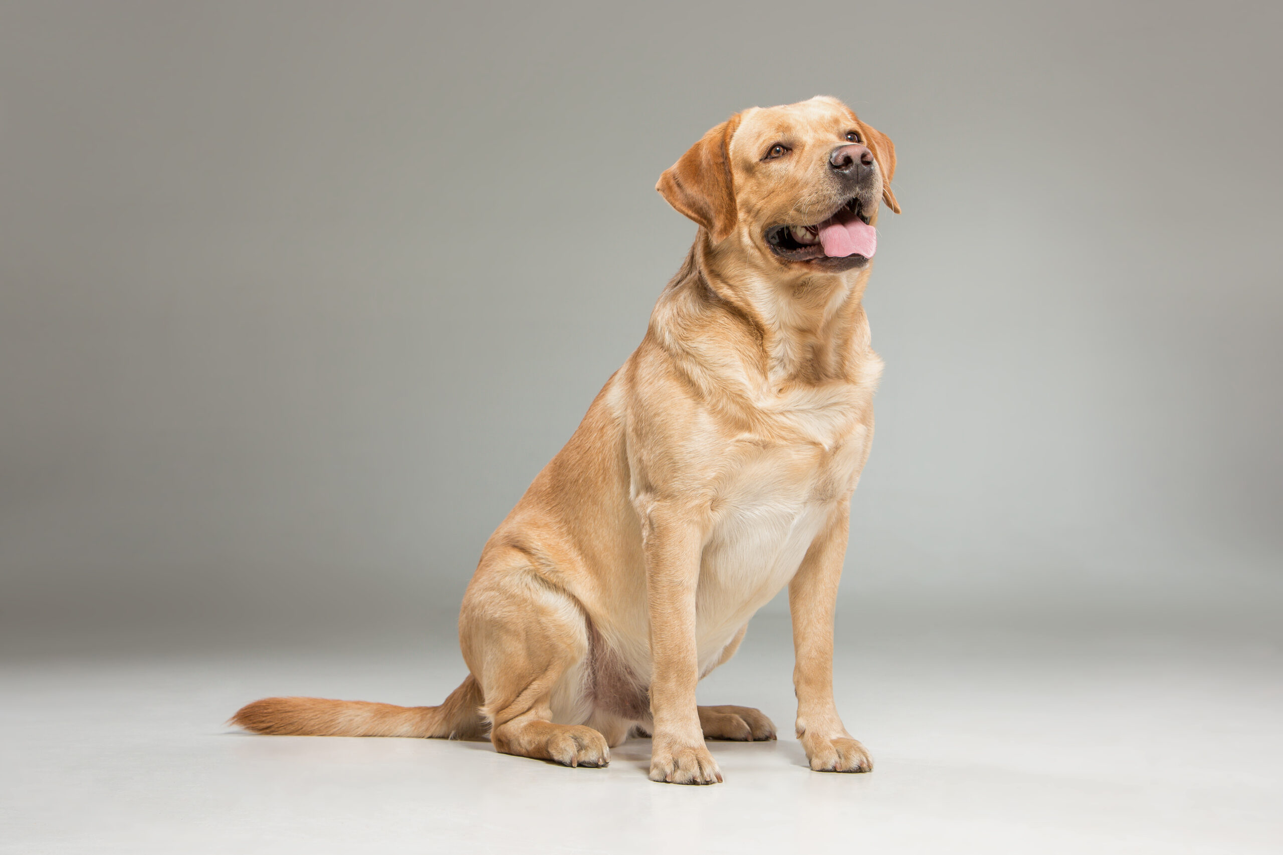 Labrador Retriever Photo